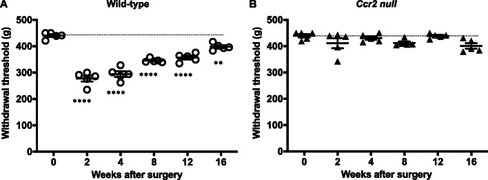 The role of intra-articular neuronal CCR2 receptors in knee joint pain associated with experimental osteoarthritis in mice.