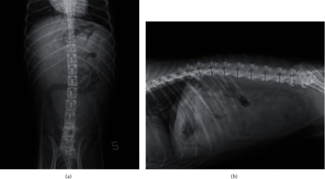 Unilateral Urogenital Disontogeny in a Dog.