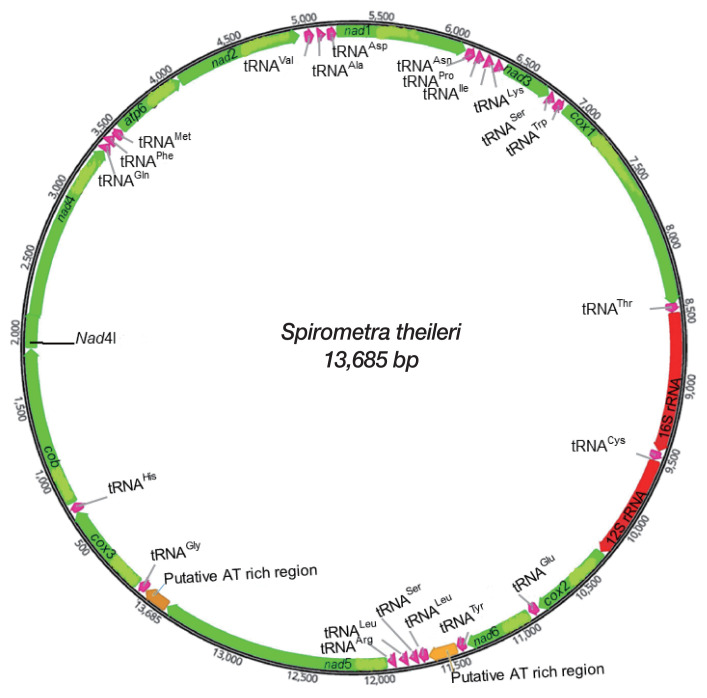 Mitochondrial Genome of Spirometra theileri Compared with Other Spirometra Species.