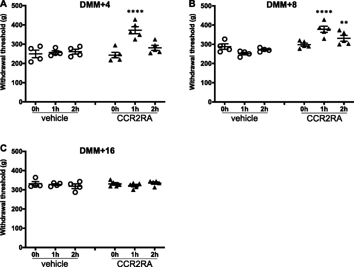 The role of intra-articular neuronal CCR2 receptors in knee joint pain associated with experimental osteoarthritis in mice.