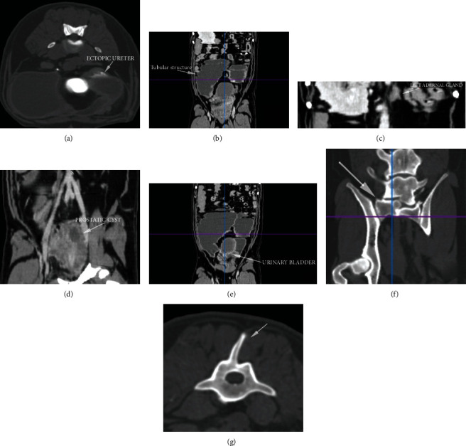 Unilateral Urogenital Disontogeny in a Dog.