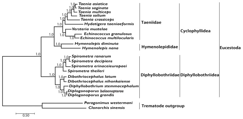 Mitochondrial Genome of Spirometra theileri Compared with Other Spirometra Species.