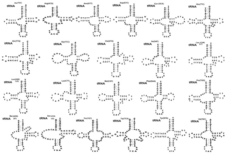 Mitochondrial Genome of Spirometra theileri Compared with Other Spirometra Species.