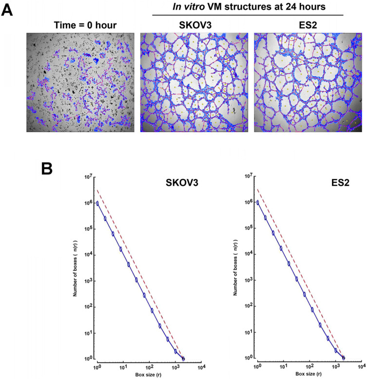 Computational Methods for Structure-to-Function Analysis of Diet-Derived Catechins-Mediated Targeting of In Vitro Vasculogenic Mimicry.