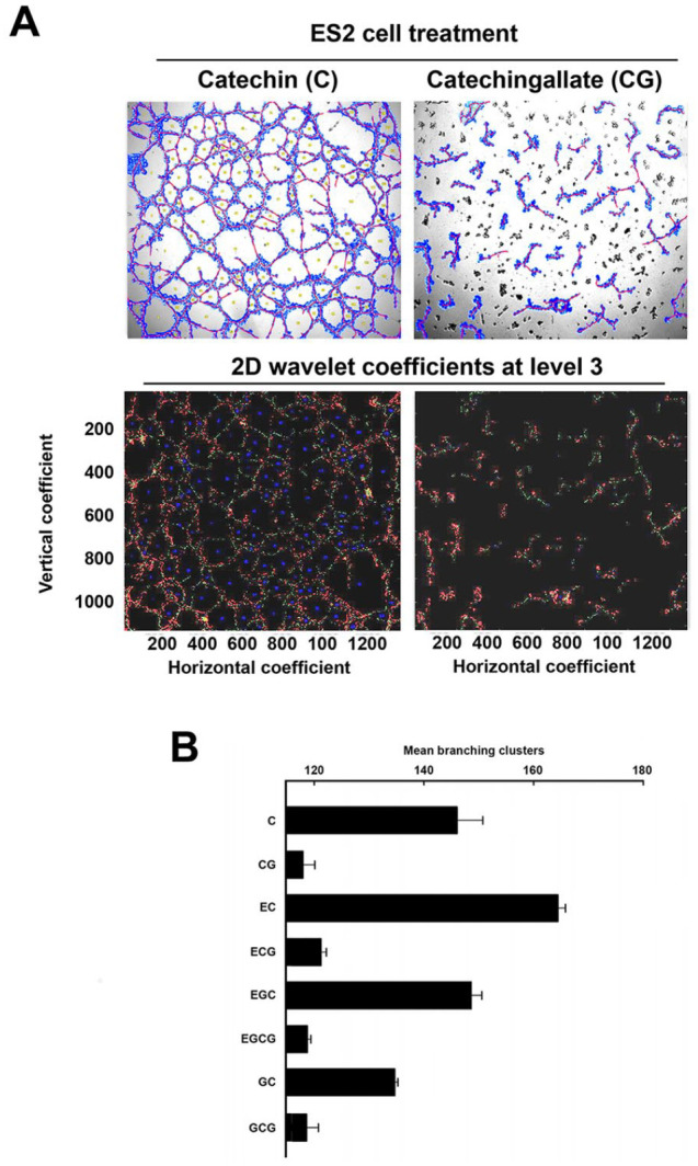 Computational Methods for Structure-to-Function Analysis of Diet-Derived Catechins-Mediated Targeting of In Vitro Vasculogenic Mimicry.