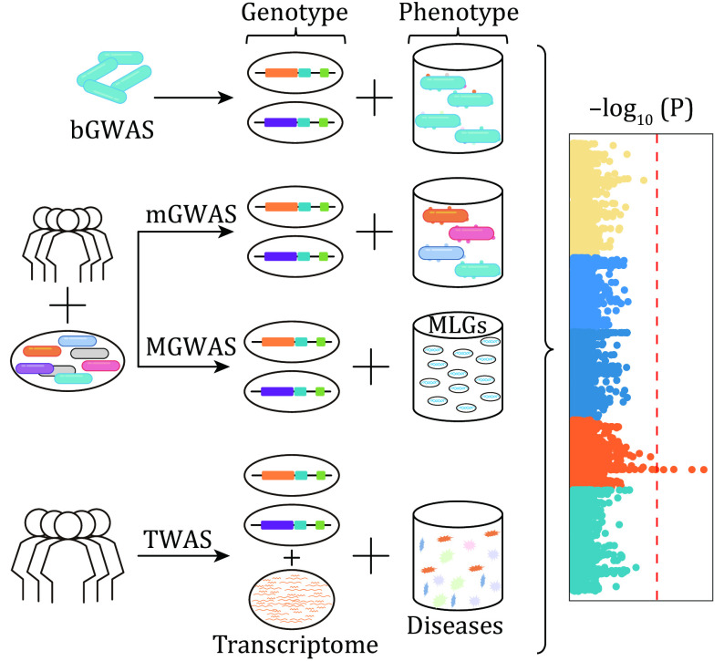 Genetic variation and function: revealing potential factors associated with microbial phenotypes.