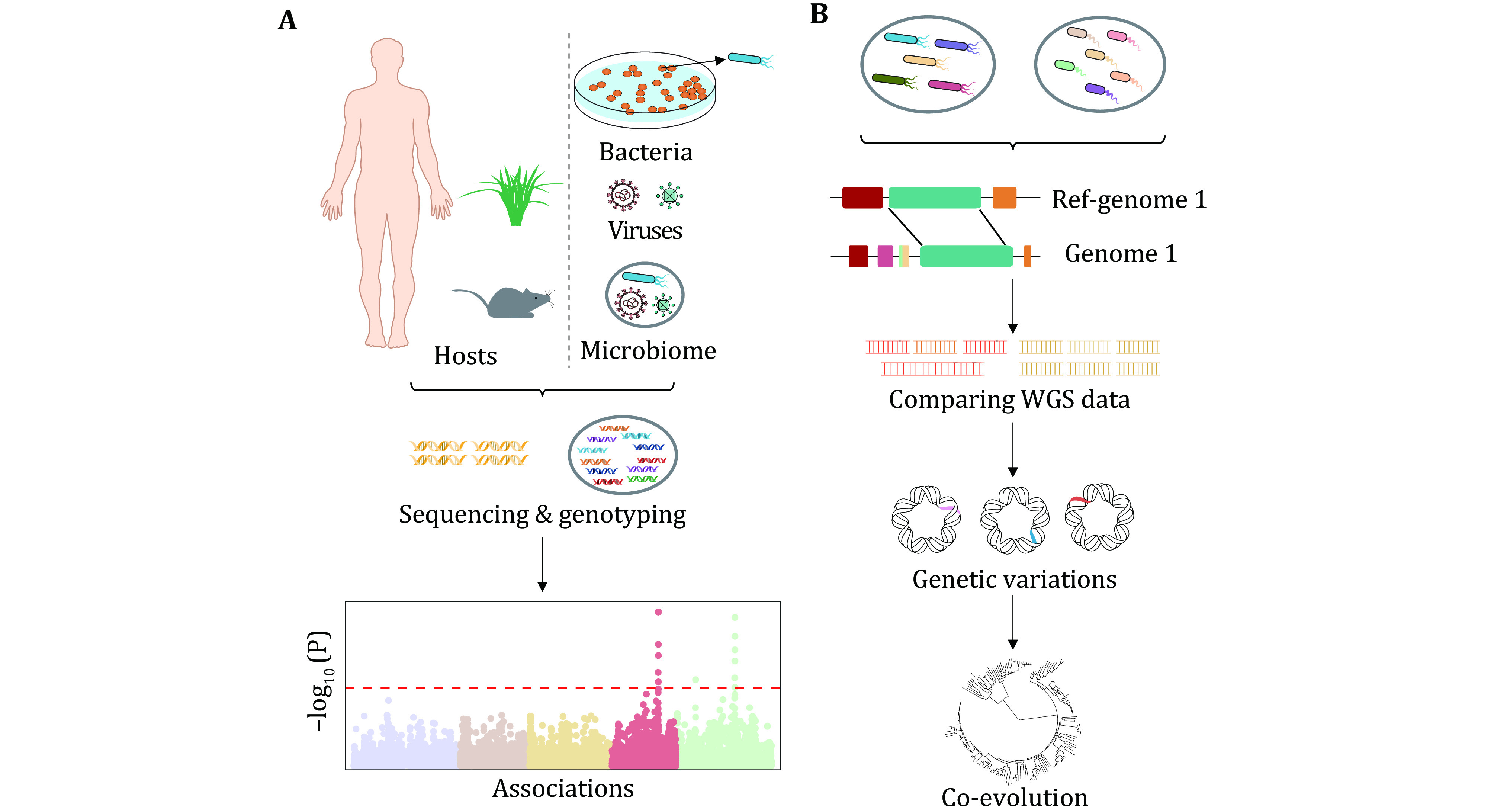 Genetic variation and function: revealing potential factors associated with microbial phenotypes.