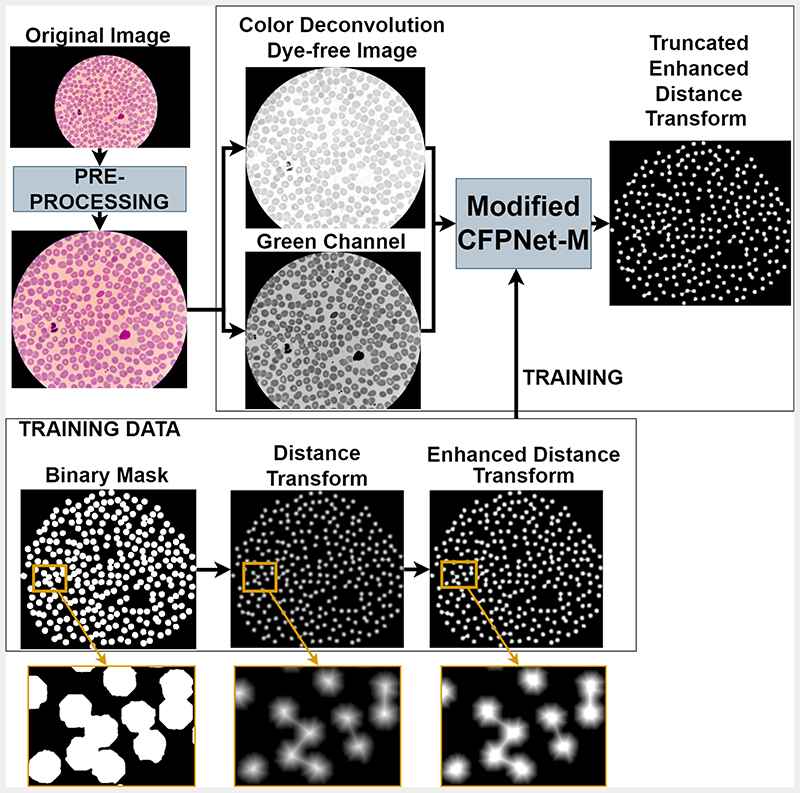 Deep Learning-Based Cell Detection and Extraction in Thin Blood Smears for Malaria Diagnosis.