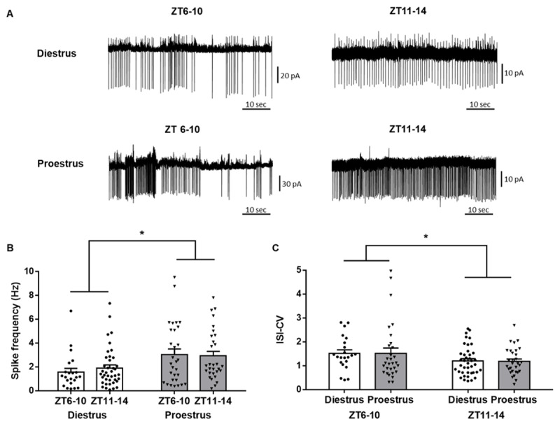 Daily and Estral Regulation of RFRP-3 Neurons in the Female Mice.