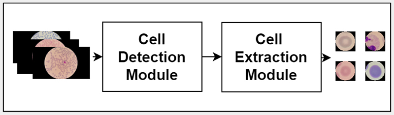 Deep Learning-Based Cell Detection and Extraction in Thin Blood Smears for Malaria Diagnosis.