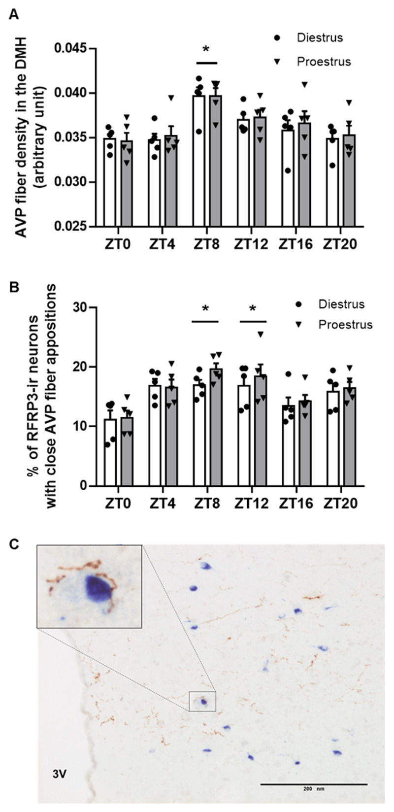 Daily and Estral Regulation of RFRP-3 Neurons in the Female Mice.