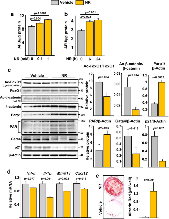 A decrease in NAD<sup>+</sup> contributes to the loss of osteoprogenitors and bone mass with aging.