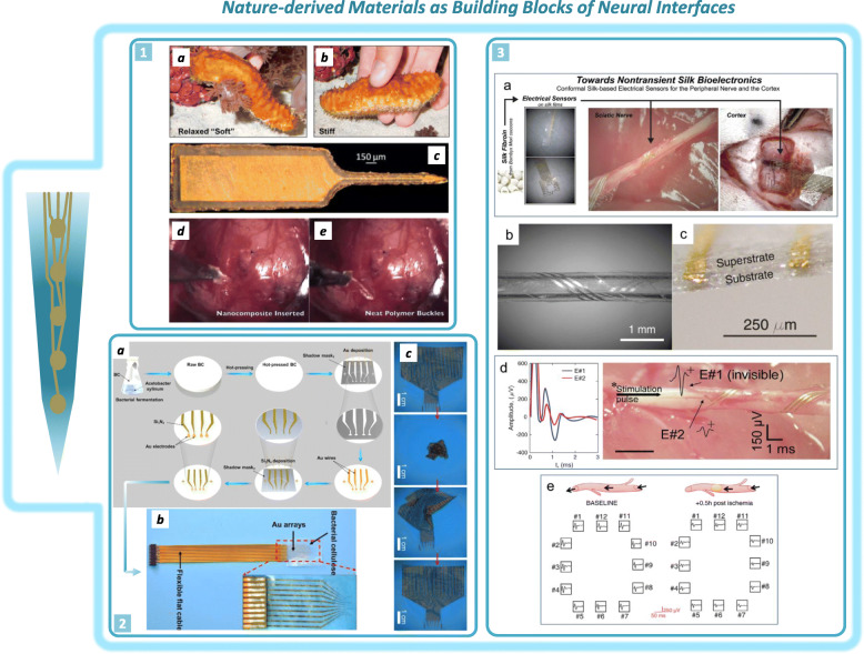 Progress and challenges of implantable neural interfaces based on nature-derived materials.