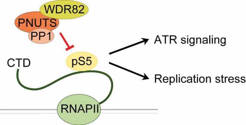 New link between the RNA polymerase II-CTD and replication stress.