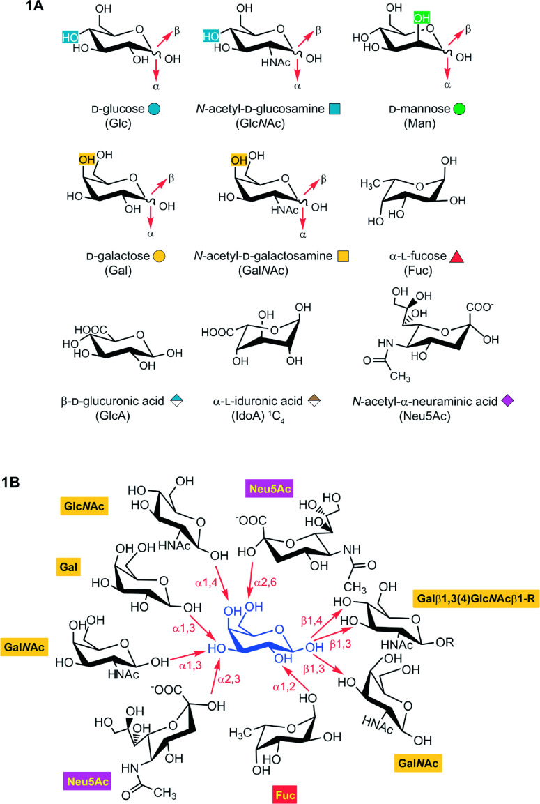 What Cyto- and Histochemistry Can Do to Crack the Sugar Code.