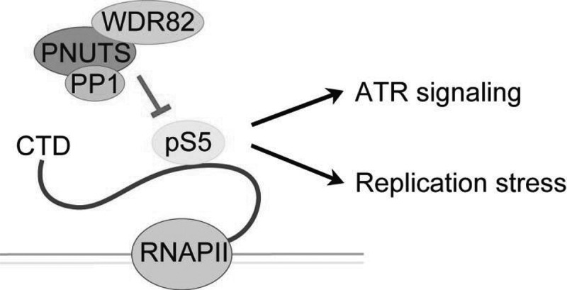 New link between the RNA polymerase II-CTD and replication stress.