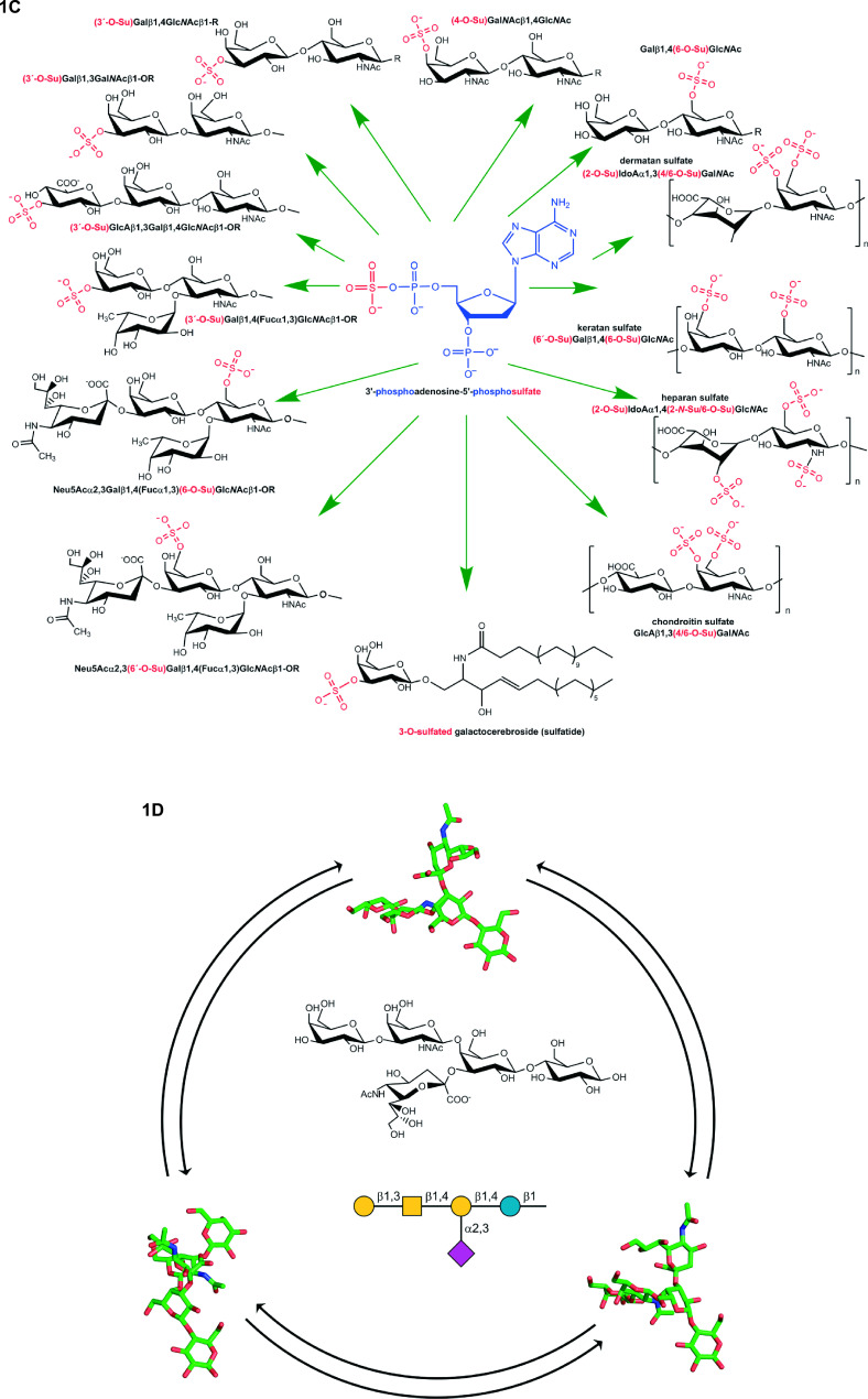 What Cyto- and Histochemistry Can Do to Crack the Sugar Code.