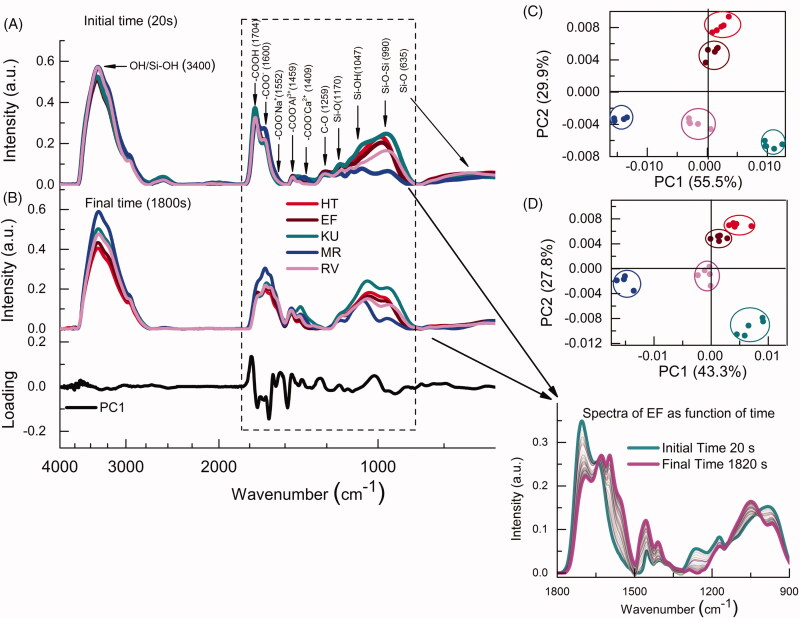 Studies of the early stages of the dynamic setting process of chemically activated restorative glass-ionomer cements.