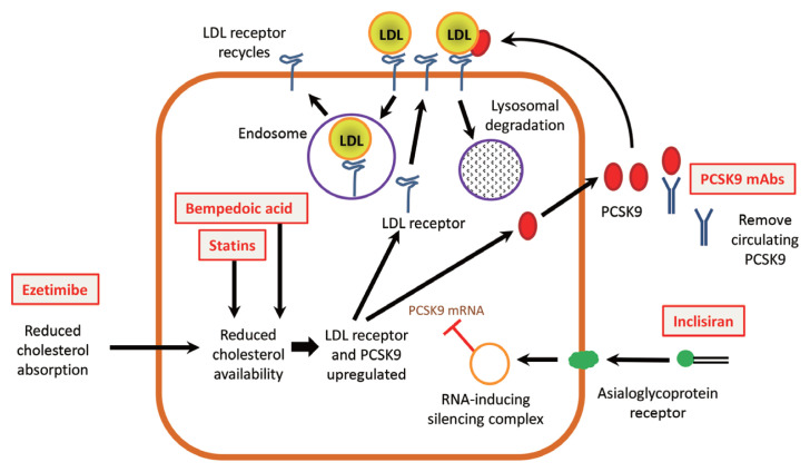 Role of PCSK9 Inhibitors in Patients with Familial Hypercholesterolemia.