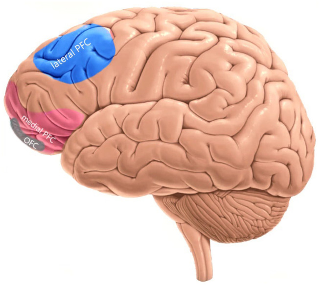 Hot and cold executive functions in the brain: A prefrontal-cingular network.