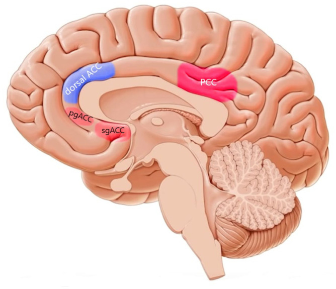 Hot and cold executive functions in the brain: A prefrontal-cingular network.