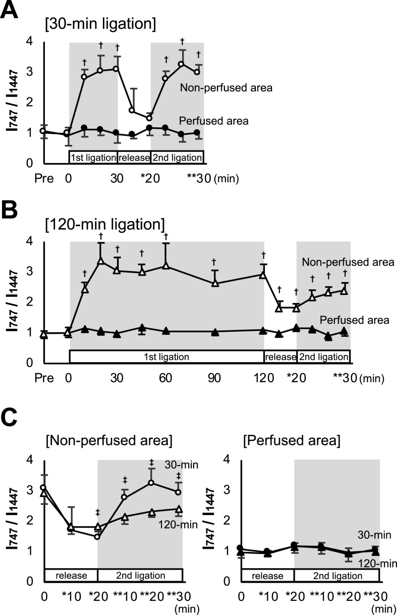 Raman Spectroscopic Assessment of Myocardial Viability in Langendorff-Perfused Ischemic Rat Hearts.