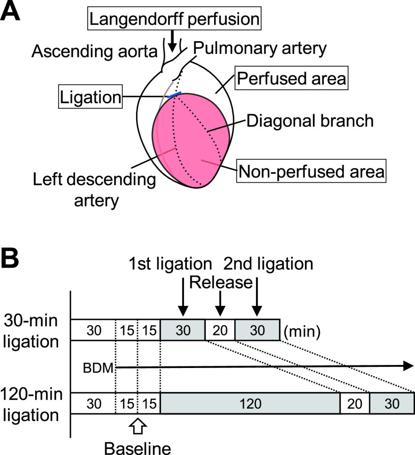 Raman Spectroscopic Assessment of Myocardial Viability in Langendorff-Perfused Ischemic Rat Hearts.