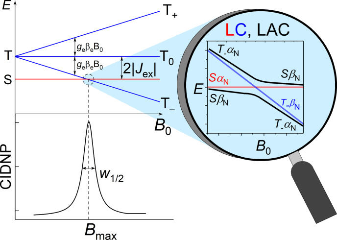Exchange interaction in short-lived flavine adenine dinucleotide biradical in aqueous solution revisited by CIDNP (chemically induced dynamic nuclear polarization) and nuclear magnetic relaxation dispersion.