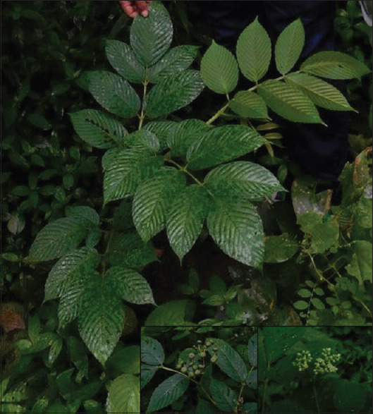 Evaluation of nutritional value and antioxidant activity of <i>Leea macrophylla</i> Roxb. ex Hornem. root and leaf.