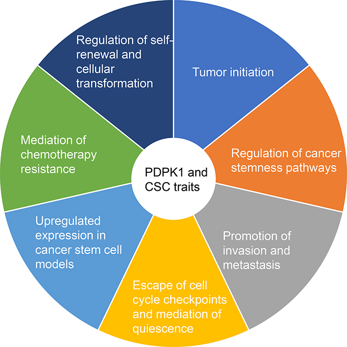 Mini-Review: PDPK1 (3-phosphoinositide dependent protein kinase-1), An Emerging Cancer Stem Cell Target.