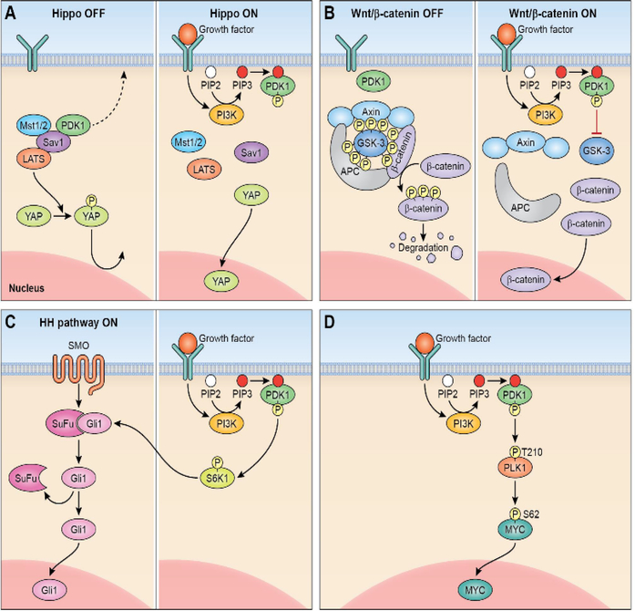Mini-Review: PDPK1 (3-phosphoinositide dependent protein kinase-1), An Emerging Cancer Stem Cell Target.