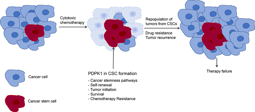 Mini-Review: PDPK1 (3-phosphoinositide dependent protein kinase-1), An Emerging Cancer Stem Cell Target.