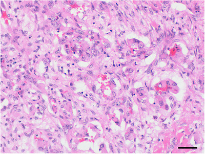 Role of autopsy imaging-computed tomography in the post-mortem study of farm animals.