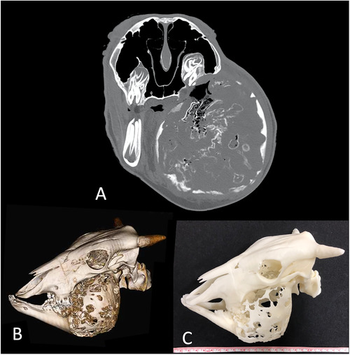 Role of autopsy imaging-computed tomography in the post-mortem study of farm animals.