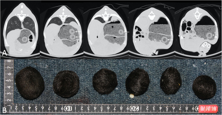 Role of autopsy imaging-computed tomography in the post-mortem study of farm animals.