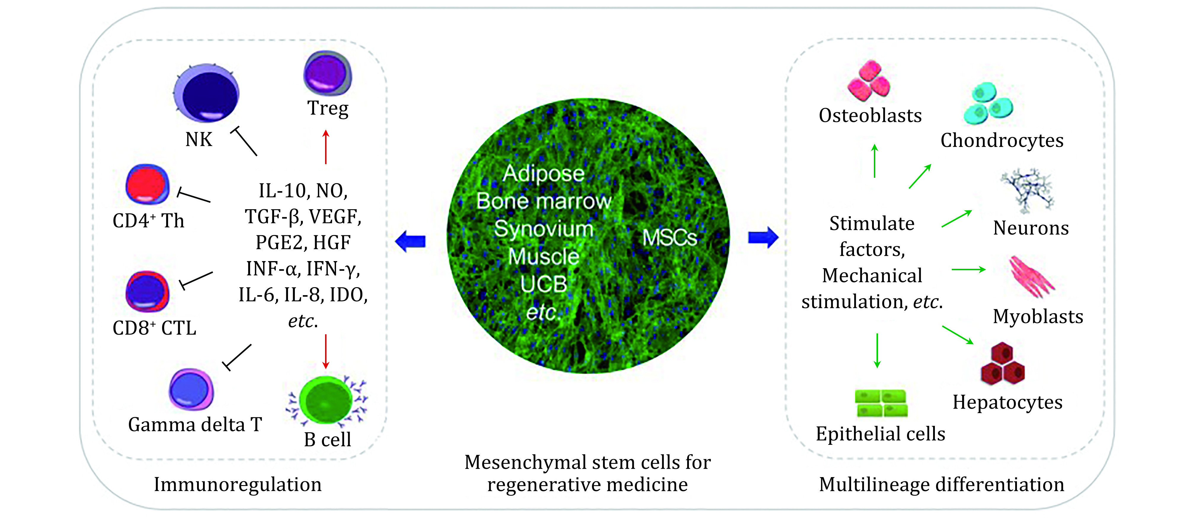 Potential of adipose derived stem cell preparations in neurological repair and regeneration.