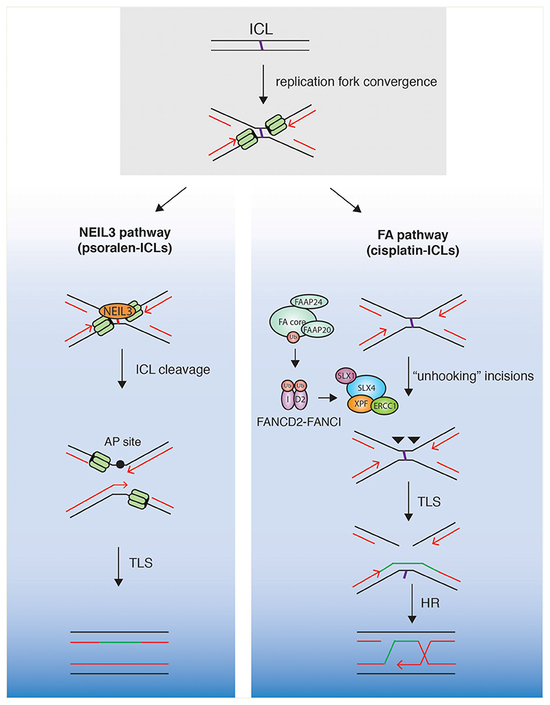 Coordinated roles of SLX4 and MutSβ in DNA repair and the maintenance of genome stability.