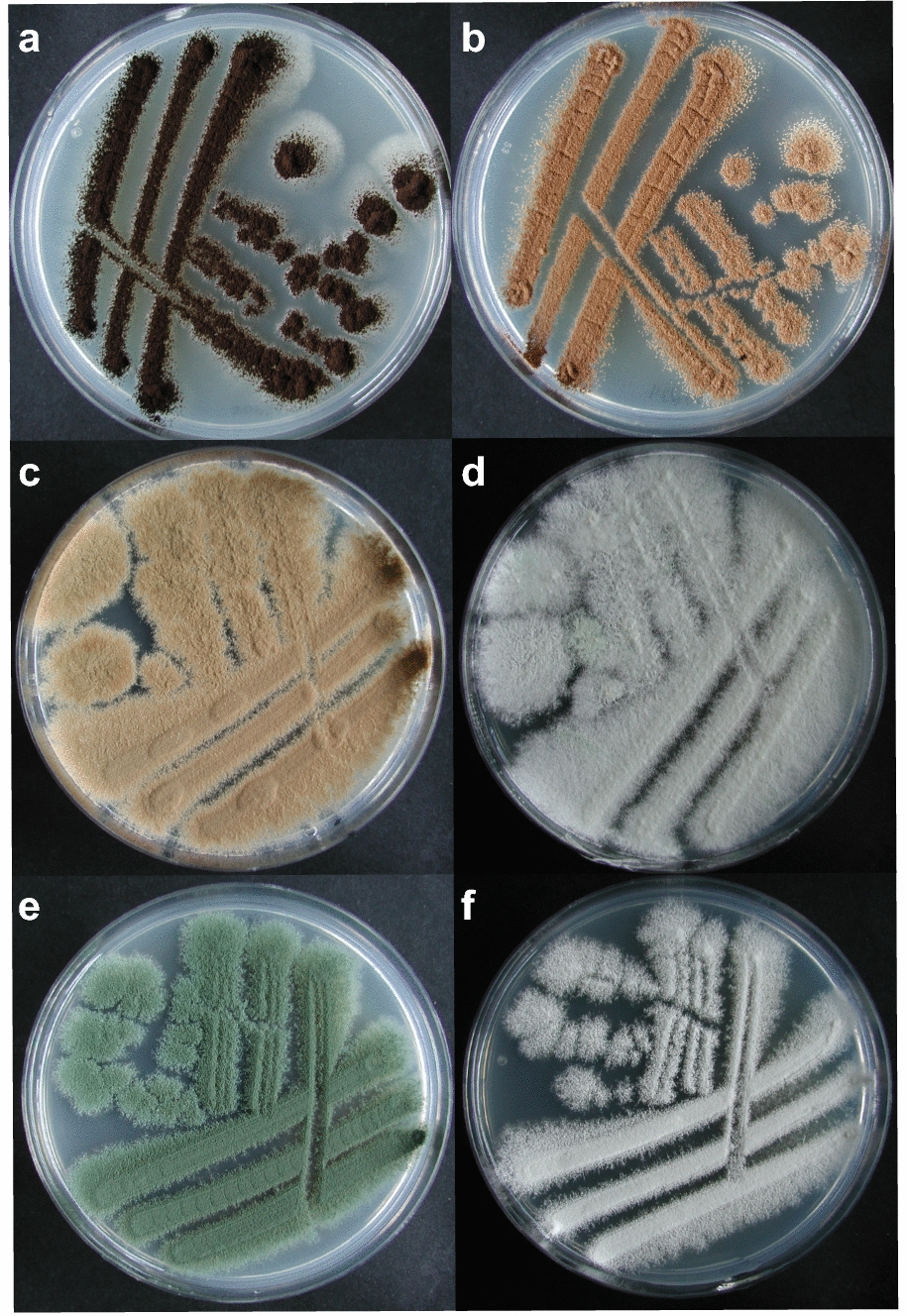 Preservation stress resistance of melanin deficient conidia from Paecilomyces variotii and Penicillium roqueforti mutants generated via CRISPR/Cas9 genome editing.