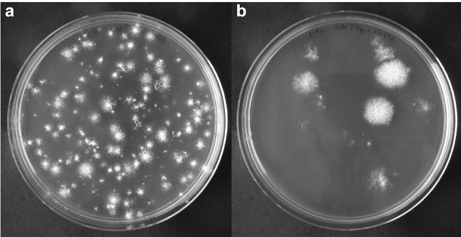 Preservation stress resistance of melanin deficient conidia from Paecilomyces variotii and Penicillium roqueforti mutants generated via CRISPR/Cas9 genome editing.