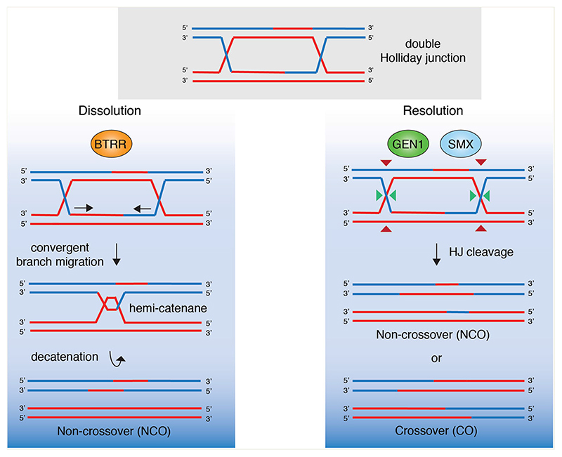 Coordinated roles of SLX4 and MutSβ in DNA repair and the maintenance of genome stability.