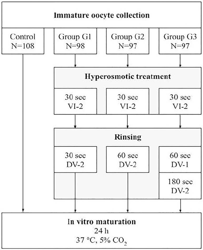 In vitro maturation of Mus musculus mice oocytes after hyperosmotic shock induced by vitrification solutions.