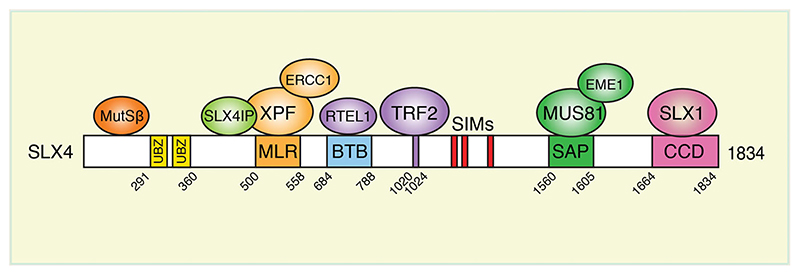 Coordinated roles of SLX4 and MutSβ in DNA repair and the maintenance of genome stability.