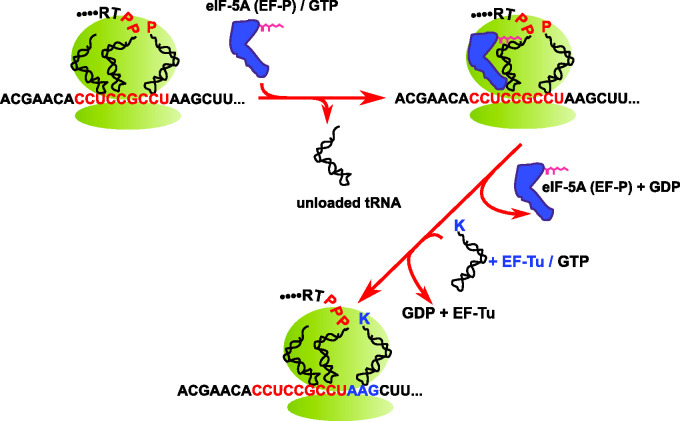 Three overlooked key functional classes for building up minimal synthetic cells.
