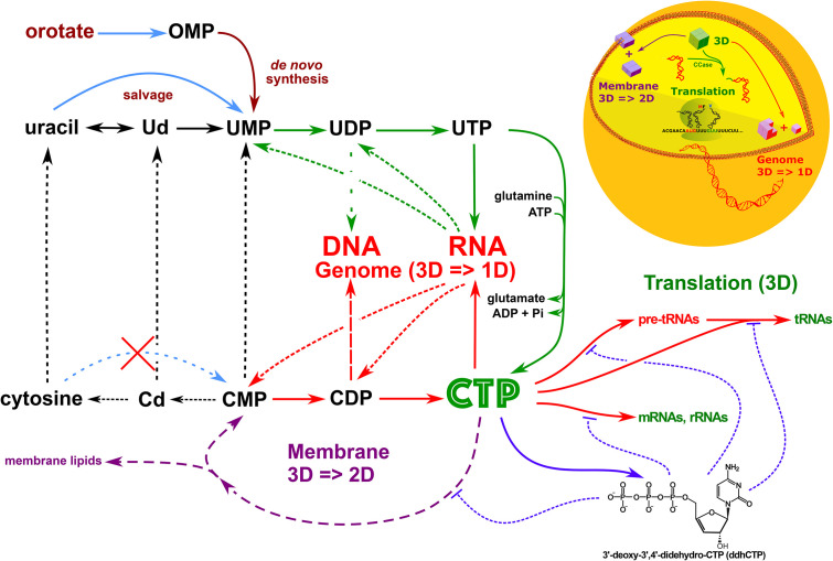 Three overlooked key functional classes for building up minimal synthetic cells.
