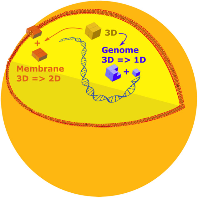 Three overlooked key functional classes for building up minimal synthetic cells.