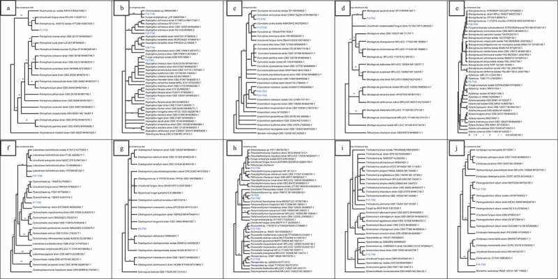 Antimicrobial properties of marine fungi from sponges and brown algae of Mauritius.