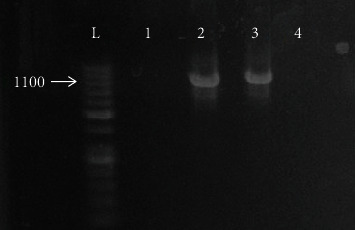 Multiattribute Analysis of <i>Trichomonas vaginalis</i> Diagnostics and Its Correlation with Clinical Complaints and Contraceptive Methods in a Symptomatic Egyptian Cohort.