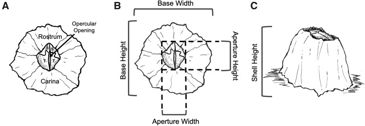 Effects of Intertidal Position on Metabolism and Behavior in the Acorn Barnacle, <i>Balanus glandula</i>.