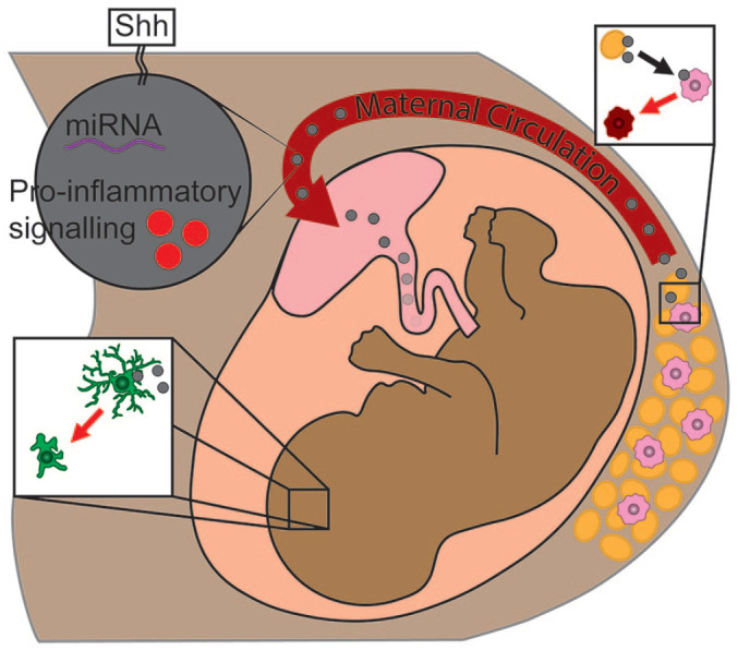 Maternal obesity and developmental programming of neuropsychiatric disorders: An inflammatory hypothesis.