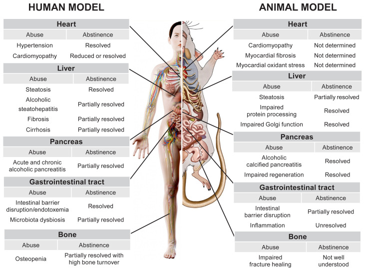 Natural Recovery by the Liver and Other Organs after Chronic Alcohol Use.